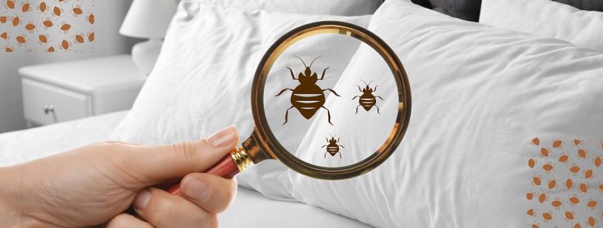 Nyaralás mellékhatással – röviden az ágyi poloskákról